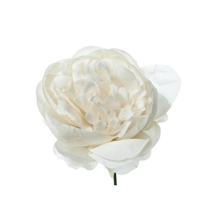 PICK PEONIA IVORY H19 D11